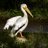 Portfolio-0353